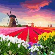/album/overigen/traditional-dutch-landscape-with-flowers-and-typical-windmills-jpg/